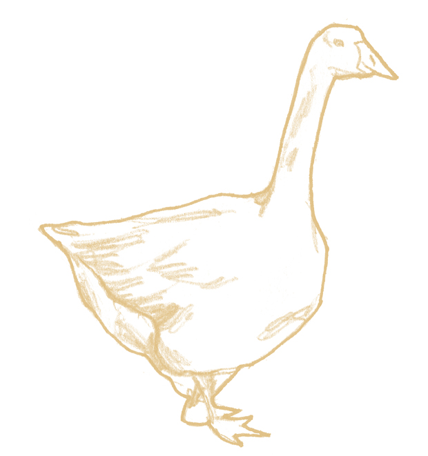 gans