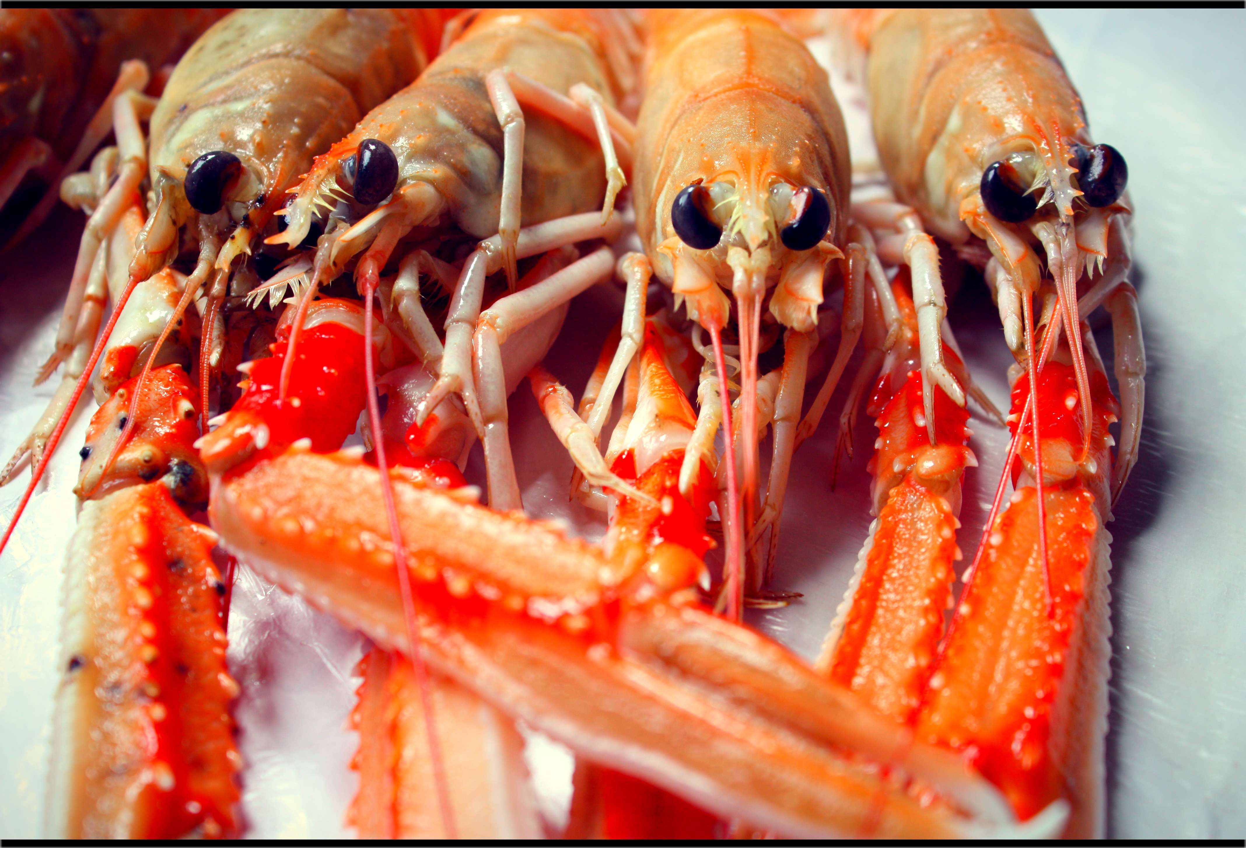 langoustines