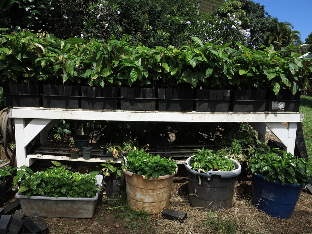 planten
