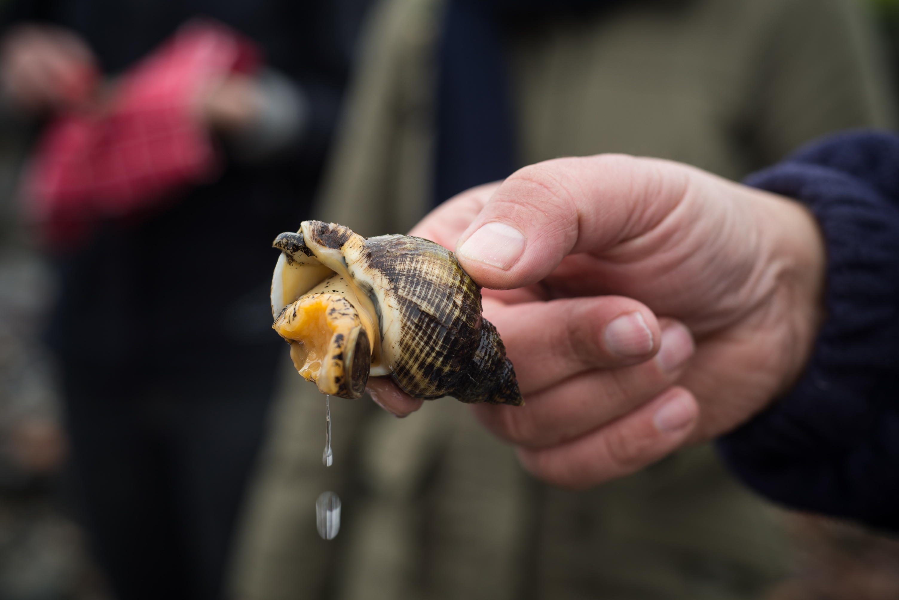 20130216 Oesters WEMELDINGE_012