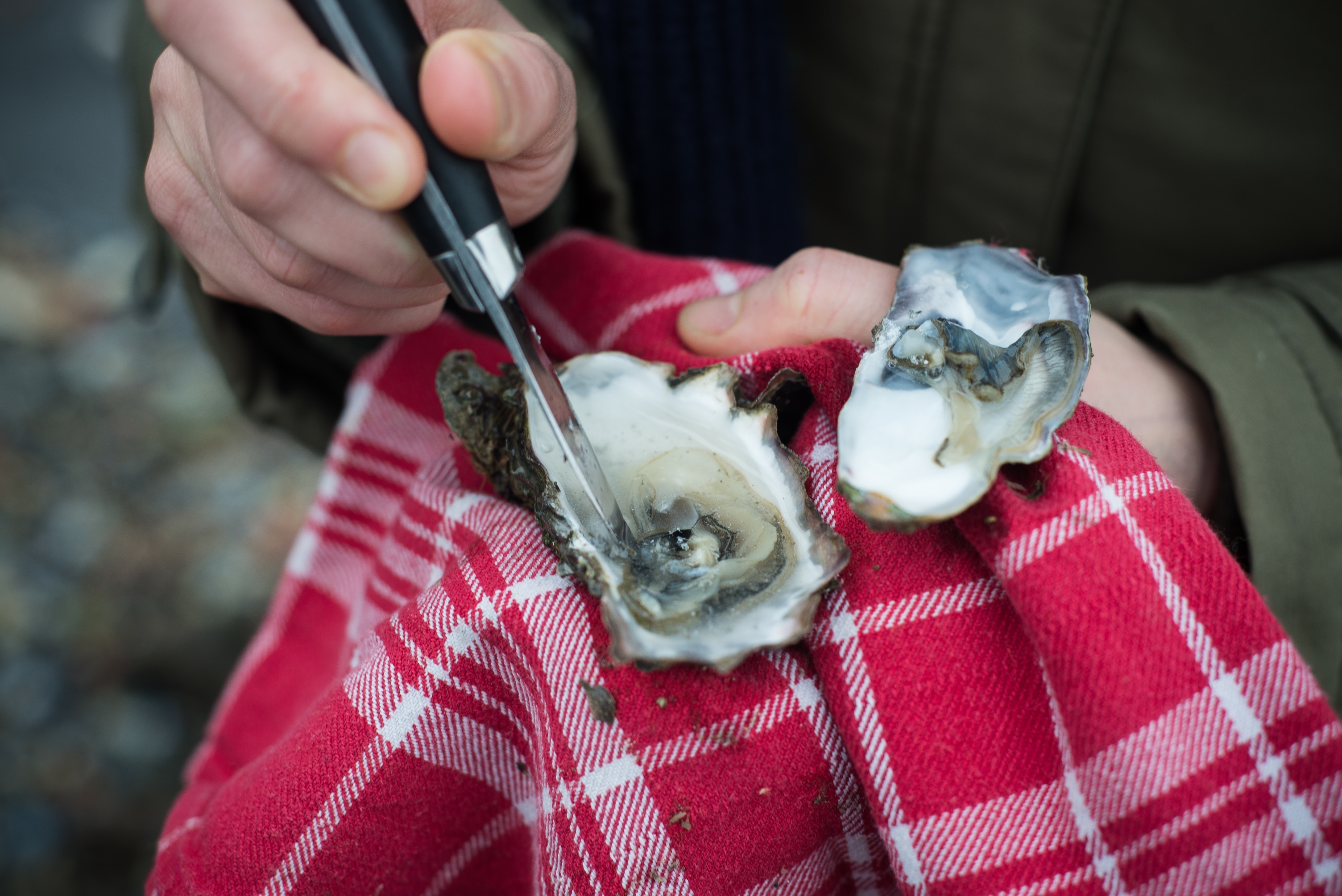 20130216 Oesters WEMELDINGE_026